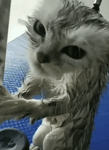 a very wet cat is standing on a blue surface