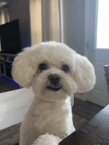 a small white dog is sitting on a wooden table