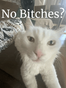 a white cat with the words " no bitches " on the bottom