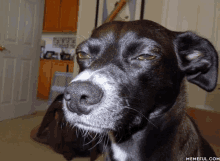 a close up of a dog 's face with a memeful.com watermark in the corner