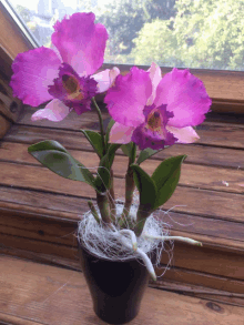 purple flowers in a black pot on a wooden window sill