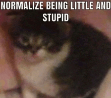 a picture of a cat with the words normalize being little and stupid below it