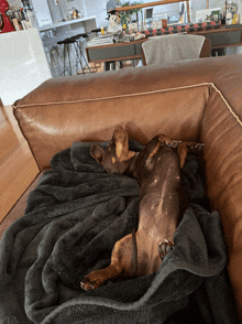 a dog laying on its back on a couch