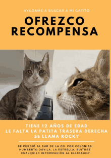 a poster with a cat on it that says ' ofrezco recompensa '