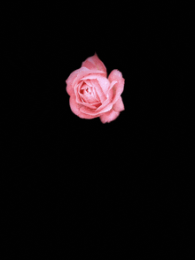 a pink rose on a black background with water drops on it