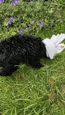 a black dog is laying in the grass with a white glove on its paw