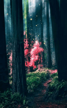 a tree with red leaves in the middle of a dark forest