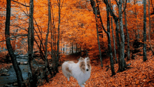 a collie dog is standing in the middle of a forest covered in leaves