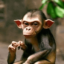 a baby chimpanzee is sitting down and looking at the camera with a plant in the background .