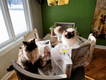 two cats sitting at a table with a box of strawberry shortcake on it