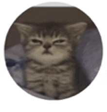 a cat is sitting in a circle with its eyes closed and looking at the camera .