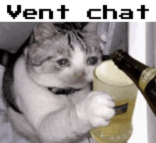 a cat is pouring beer into a glass with the words vent chat written above it