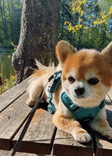 a small dog is laying on a wooden bench with a harness on .