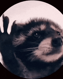 a close up of a raccoon waving its paw in the air .