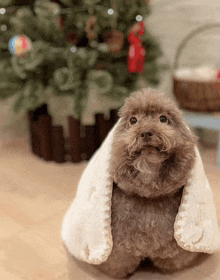 a small brown poodle is wrapped in a white blanket in front of a christmas tree