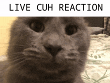 a close up of a cat 's face with the words live cuh reaction below it