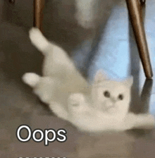 a white cat is laying on its back next to a chair .