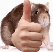 a rat is giving a thumbs up sign in front of a hand .