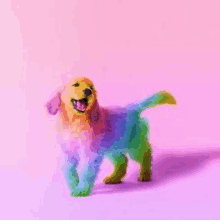 a colorful dog is standing on a pink background .