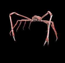 a large red and white crab with long legs on a black background