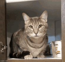 a cat is sitting in a cabinet next to a container that says chan