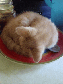 a cat is curled up on a plate with a jar in the background