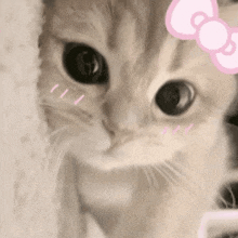 a close up of a kitten with a pink bow on its head looking at the camera .