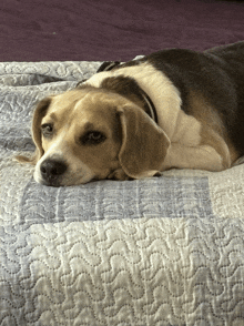 a beagle dog laying on a bed with a quilt