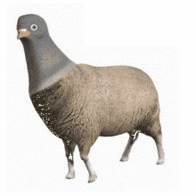 a pigeon is standing next to a sheep with a sheep 's head .