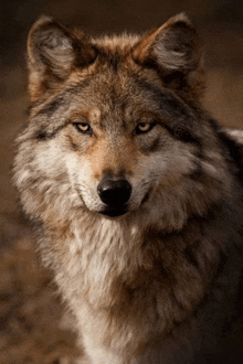 a close up of a wolf with yellow eyes