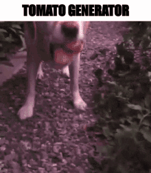 a dog is holding a tomato in its mouth with the words tomato generator below it