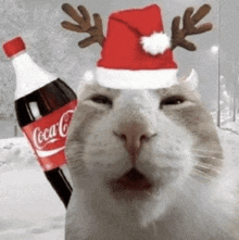 a cat wearing a santa hat and reindeer antlers is standing next to a coca cola bottle .