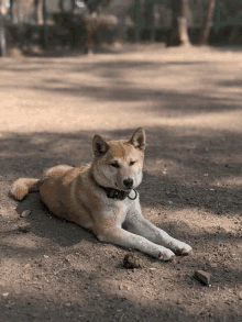 a brown and white dog with a black collar laying on the ground