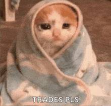 a sad cat wrapped in a blanket with the words `` trades pls '' written on it .