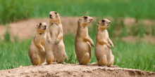 a group of squirrels standing on their hind legs on a dirt hill