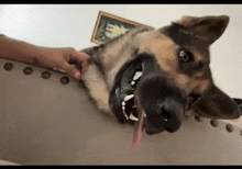 a german shepherd is laying on a couch with its tongue hanging out