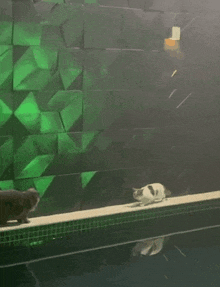 two cats are walking on a ledge overlooking a swimming pool