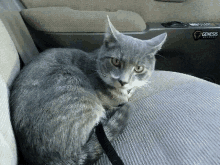 a gray cat is sitting in the back seat of a car with genesis written on the door