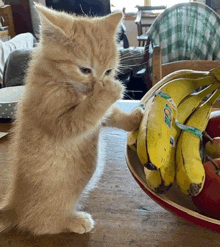 a kitten standing next to a bowl of bananas with a sticker that says ' tropicana ' on it