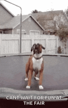 a boxer dog is jumping on a trampoline with the words `` cant wait for fun at the fair '' .