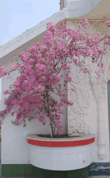 a tree with pink flowers is growing in a white planter