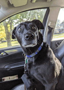 a black dog wearing a blue collar is in the back seat of a car