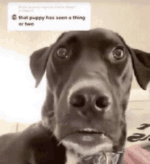 a close up of a dog 's face with a caption that says that puppy has seen a thing or two