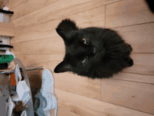 a black cat is laying on a wooden floor