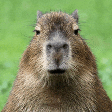 a close up of a capybara 's face looking at the camera