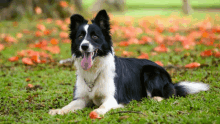 a black and white dog laying on the grass with its tongue out