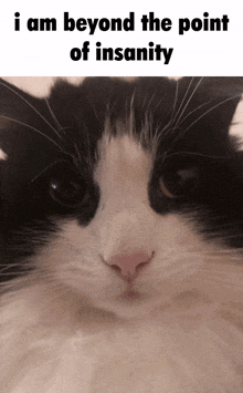 a black and white cat with the words " i am beyond the point of insanity " above it