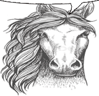 it is a black and white drawing of a horse with a long mane .