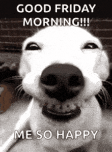 a white dog is smiling and says `` good friday morning ! ``