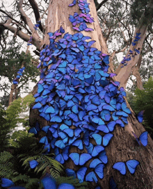 a tree trunk covered in blue butterflies with purple wings